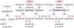 Dual Adversarial Neural Transfer for Low-resource Named Entity Recognition